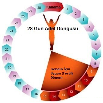 Yumurtlama Dönemi Nasıl Hesaplanır? Belirtileri Nelerdir?